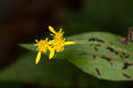 Eared goldenrod